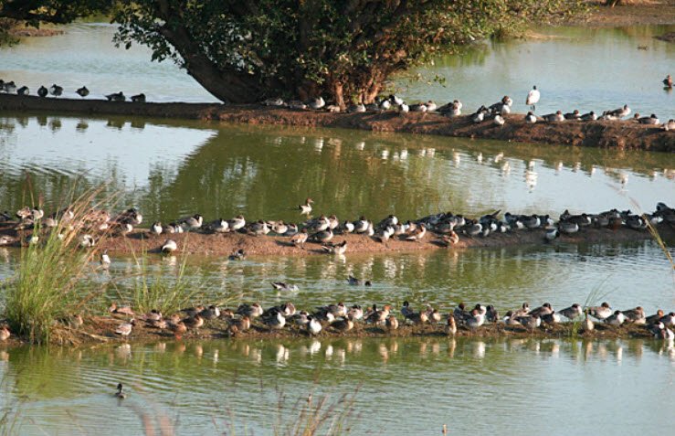 Karikili Bird Sanctuary, Chengalpattu, Tamil Nadu - Vushii.com